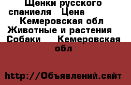 Щенки русского спаниеля › Цена ­ 2 000 - Кемеровская обл. Животные и растения » Собаки   . Кемеровская обл.